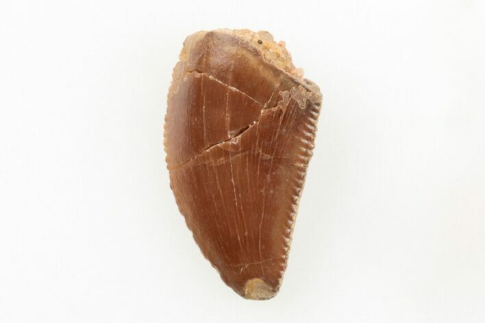 Serrated, Raptor Tooth - Real Dinosaur Tooth #196405